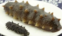 网红爆料海参代餐视频,海参代餐，真的健康有效吗？