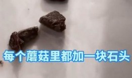 蘑菇视频黑料爆料独家,揭秘黑料背后的真相与内幕