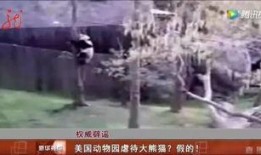 疯狂的熊猫爆料视频,视频爆料背后的惊人真相