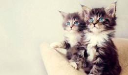 娱乐吃瓜小猫咪视频