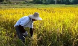 农民免费吃瓜视频大全,农民共享丰收喜悦视频大盘点