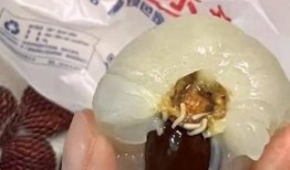 荔枝爆料有虫怎么办视频,荔枝有虫困扰？视频揭秘防治妙招