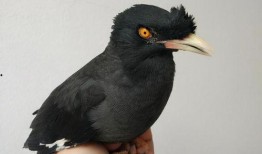 八哥新版本爆料下载最新,功能升级与亮点前瞻