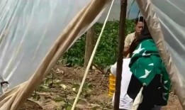 村里近期吃瓜事件网红,揭秘近期吃瓜事件网红背后的故事