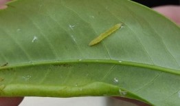 荔枝爆料有虫怎么办视频,荔枝有虫困扰？视频揭秘防治妙招