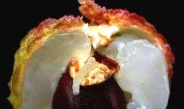 荔枝爆料有虫怎么办视频,荔枝有虫困扰？视频揭秘防治妙招