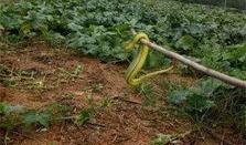 惠来县鳌江镇爆料事件最新,事件真相及后续进展全解析