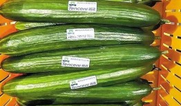 可以吃网红瓜的qq群名,QQ群名背后的娱乐盛宴