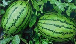 可以吃网红瓜的qq群名,QQ群名背后的娱乐盛宴