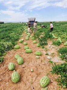 娱乐吃瓜基地的作品,独家爆料，明星幕后故事大公开