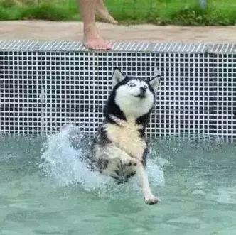 二哈吃瓜娱乐圈百度云,娱乐圈风云录